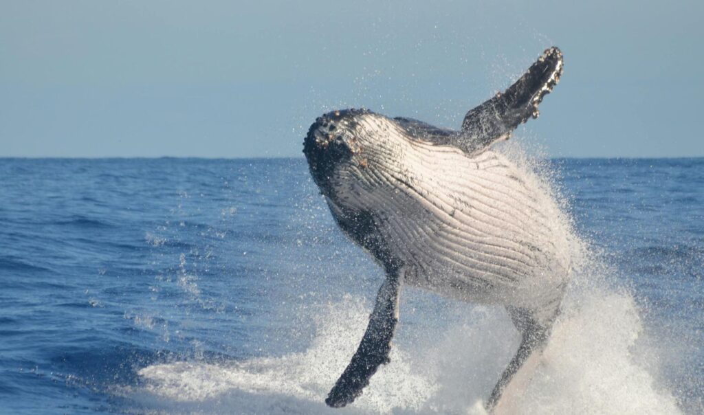 Whales make an incredible contribution to our Ocean.