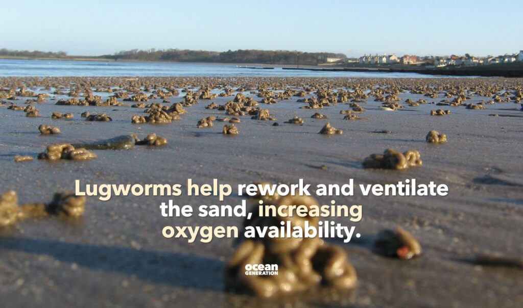 Lugworms burrow deep into the sediment in intertidal zones.
