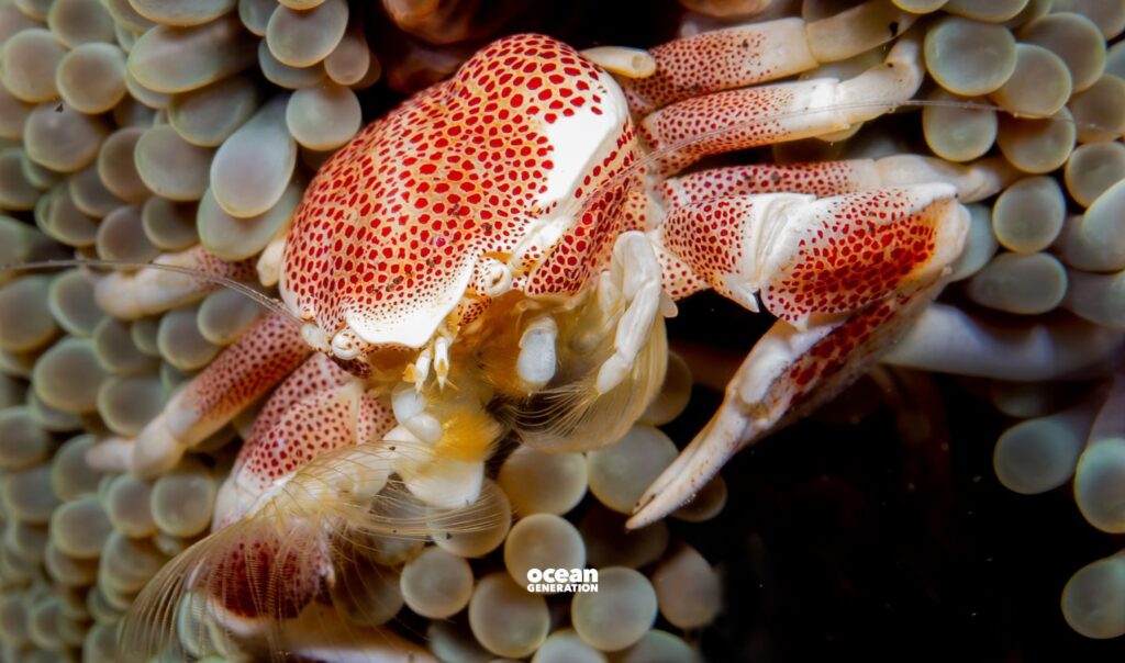 Porcelain crabs can take oxygen from air instead of water. Posted by Ocean Generation.
