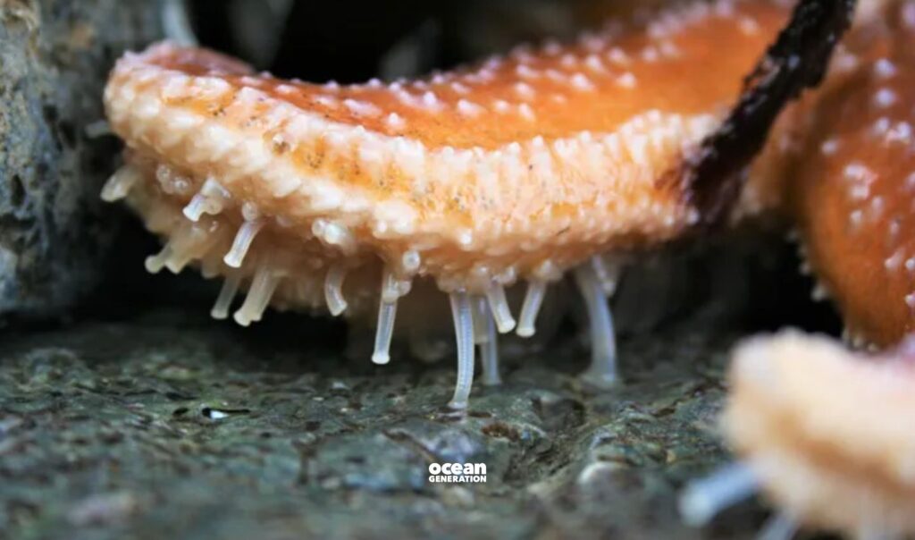 Sea stars have rows of tube feet to stay in place