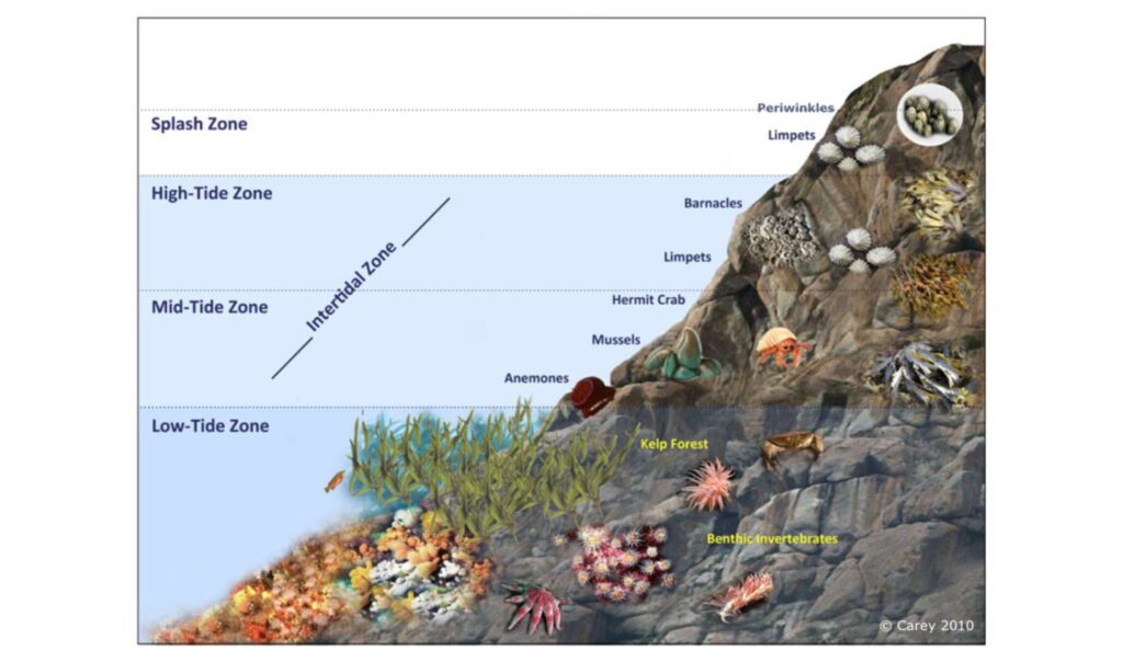 The intertidal ecosystem in the Ocean is divided into four zones