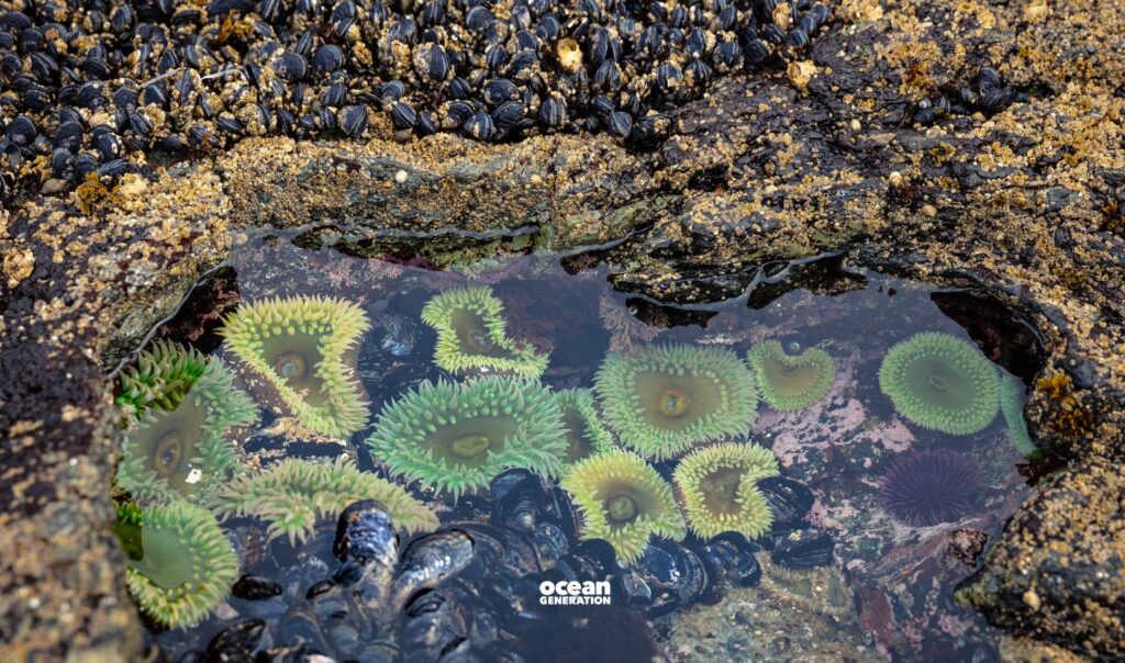 Tidal pool at the beach. Posted by Ocean Generation.