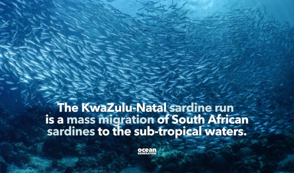 KwaZulu-Natal sardine run is a mass migration of sardines. Posted by Ocean Generation.