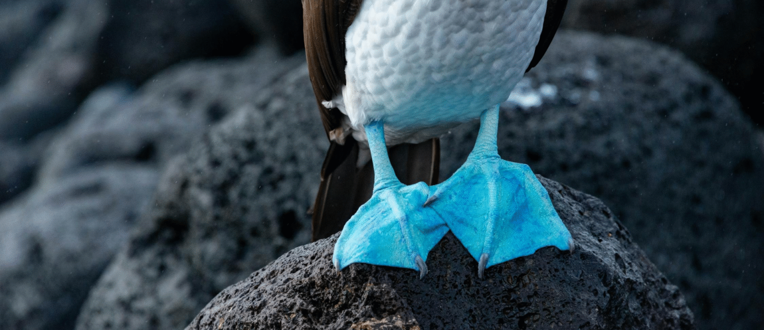 Why are blue-footed boobies blue? - Ocean Generation