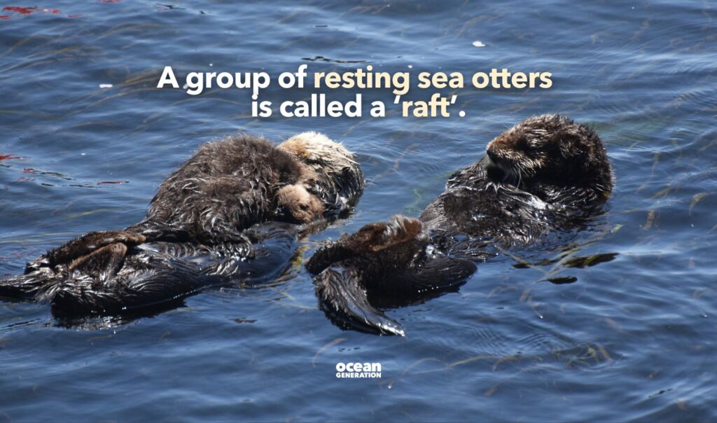A group of resting sea otters is called a raft. Posted by Ocean Generation.