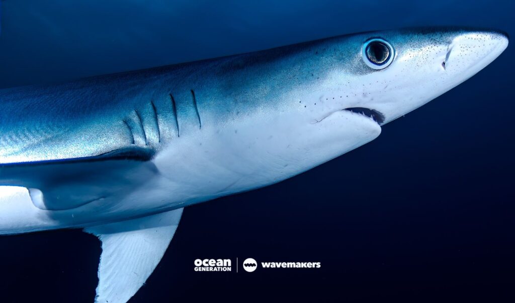 What do beauty products have to do with sharks? A Wavemaker Story, posted by Ocean Generation.
