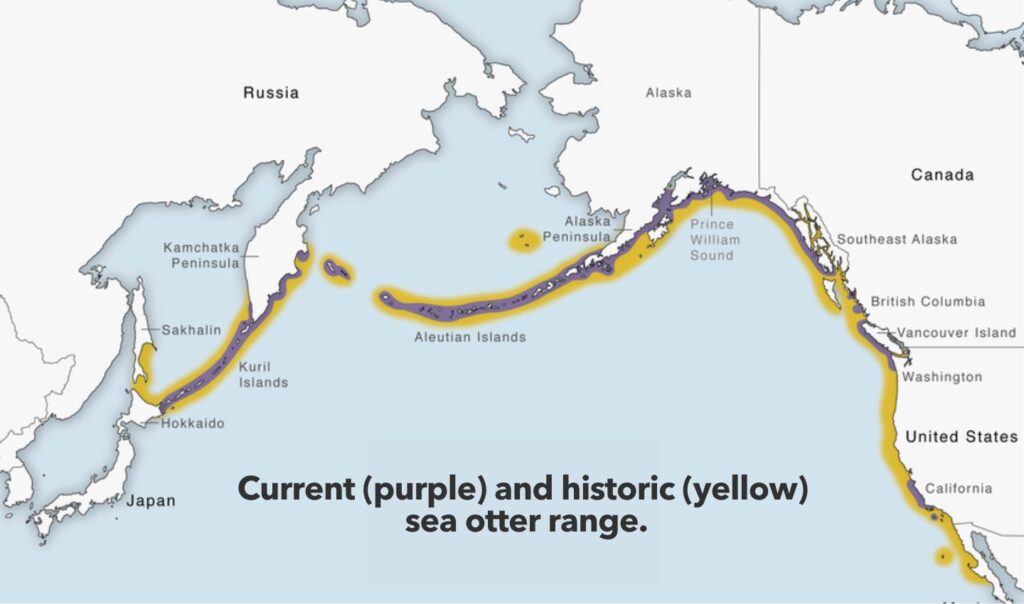 Current and historic sea otter range, posted by Ocean Generation.