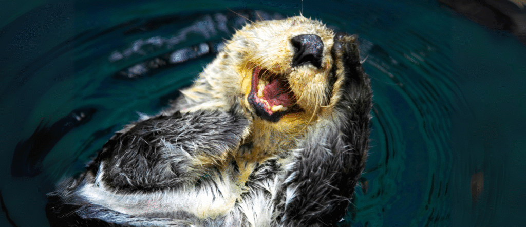 How do sea otters make themselves at home in the kelp forest?