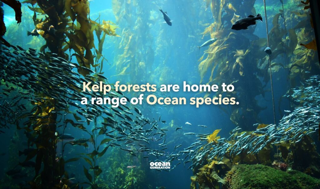 Kelp forests are home to a range of Ocean species. Posted by Ocean Generation, leaders in Ocean education.