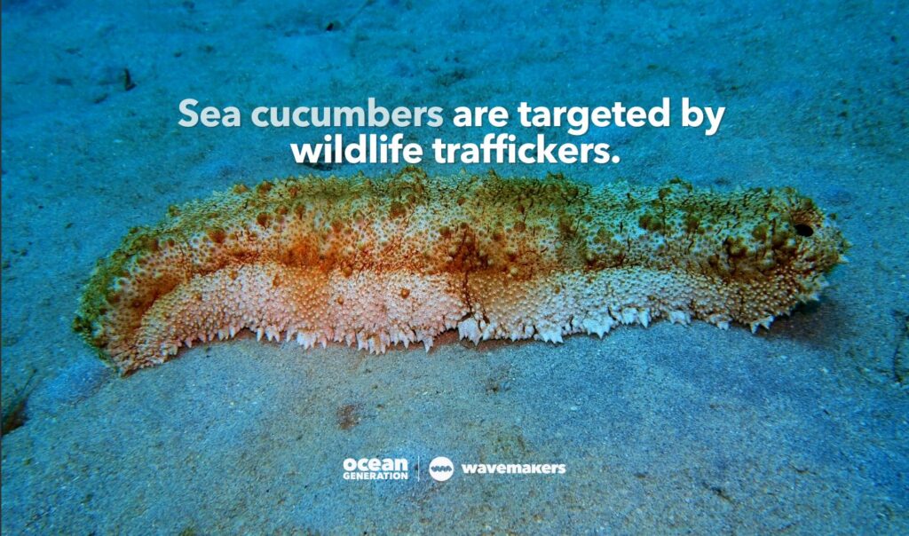 Sea cucumbers are targeted by wildlife traffickers. Posted by Ocean Generation.