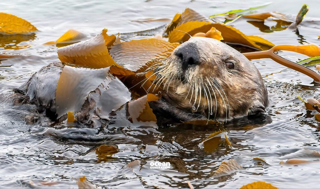 How are sea otters part of conservation efforts? Explained by Ocean Generation.