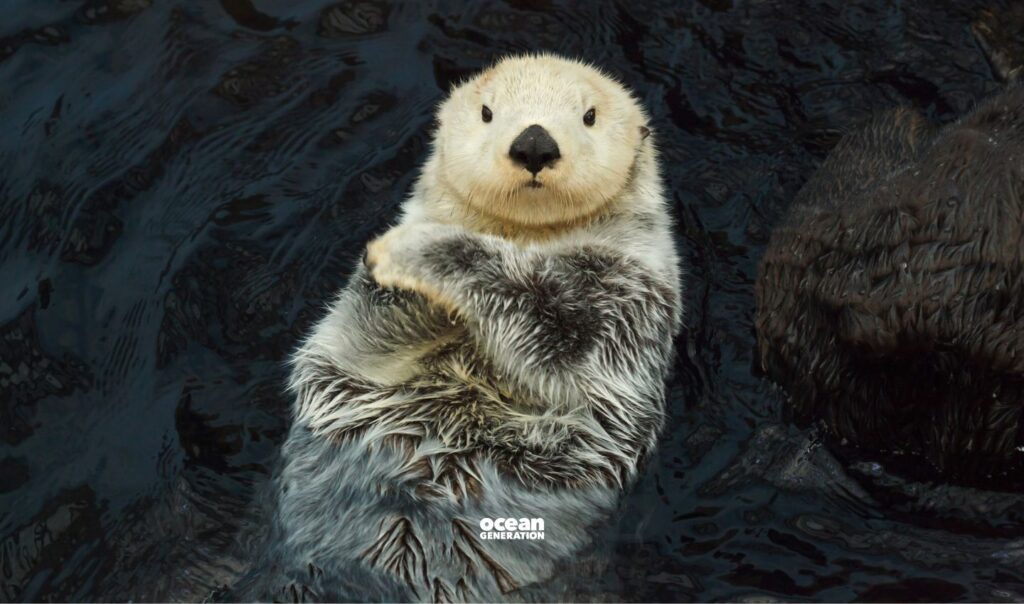Sea otters are guardians of kelp forests. Posted by Ocean Generation.