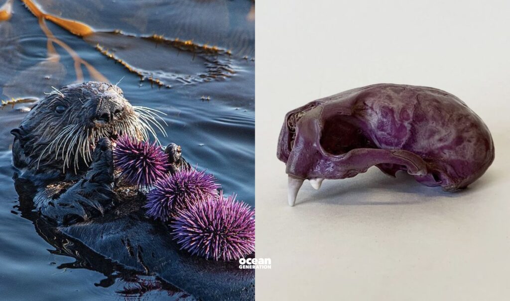 Sea otters love eating sea urchins. Posted by Ocean Generation.