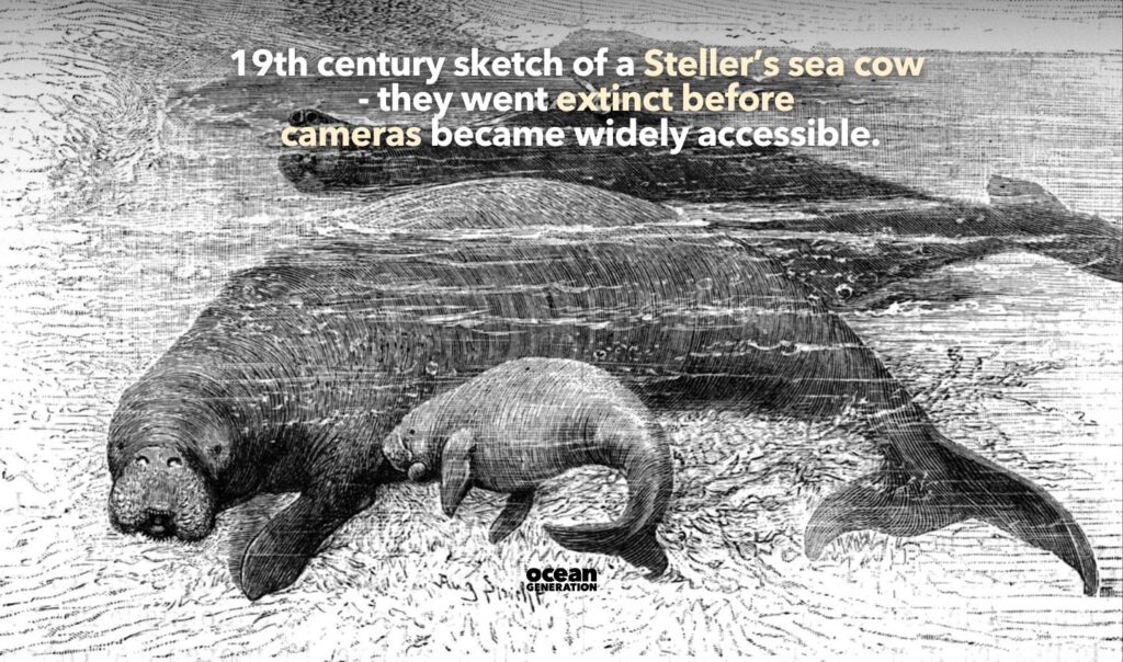 Sketch of a Stellers sea cow. Posted by Ocean Generation.