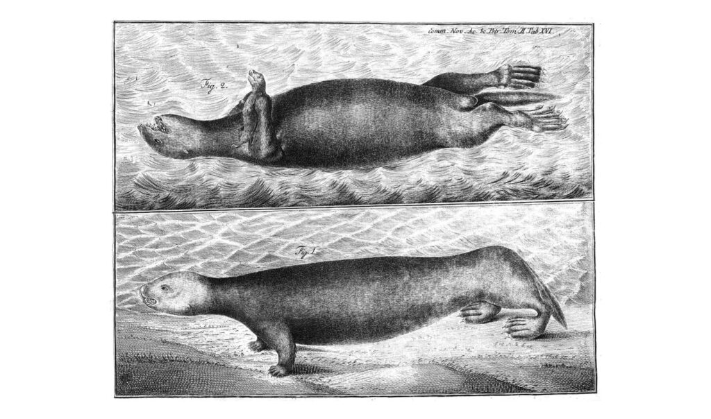 Sketch of a sea otter by Steller.