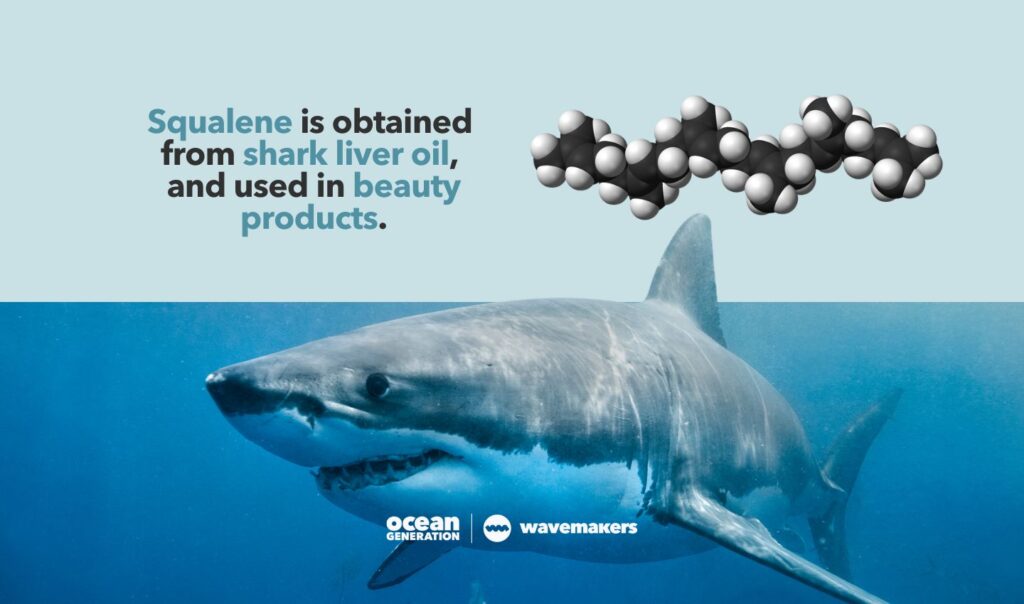 Squalene is obtained from shark liver oil. A Wavemaker Story, posted by Ocean Generation.