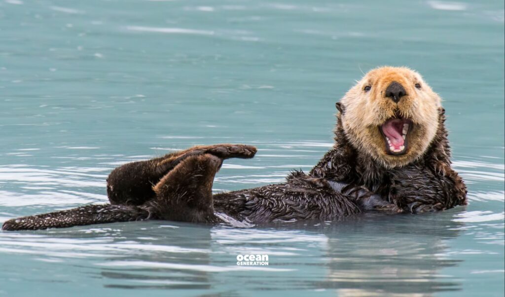 Why sea otters love kelp forests: Explained by Ocean Generation.