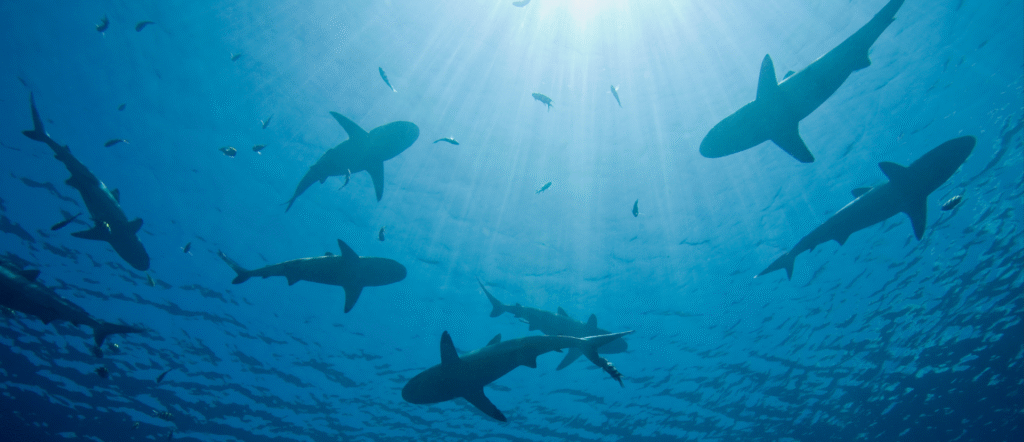 Why wildlife trafficking matters: A Wavemaker Story, posted by Ocean Generation.