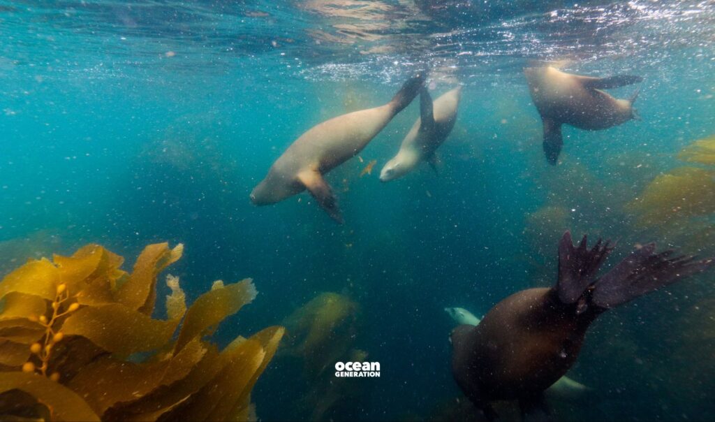 How does human noise affect kelp forests? Explained by Ocean Generation.