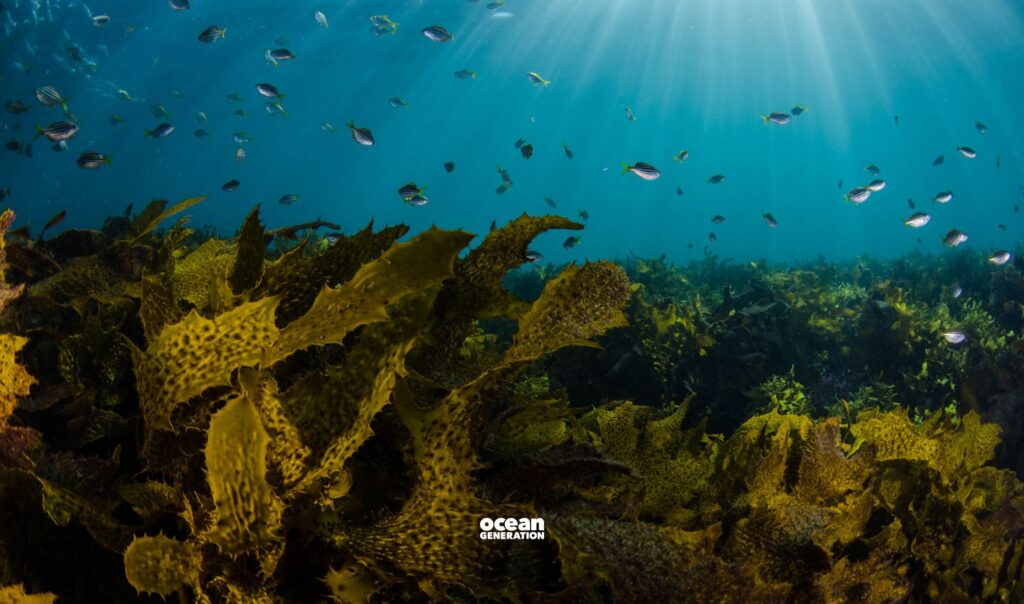 What are kelp forests? Explained by Ocean Generation, leaders in Ocean education.