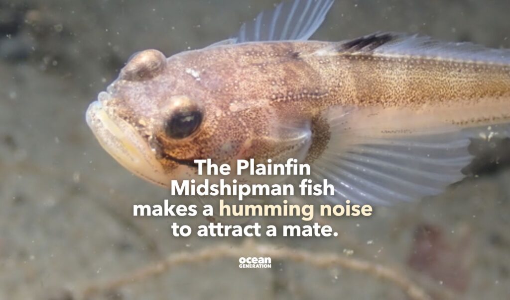 Plainfin Midshipman fish humm during spring and summer. Posted by Ocean Generation.