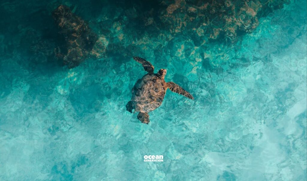 Protecting the Ocean means letting it thrive. Posted by Ocean Generation.