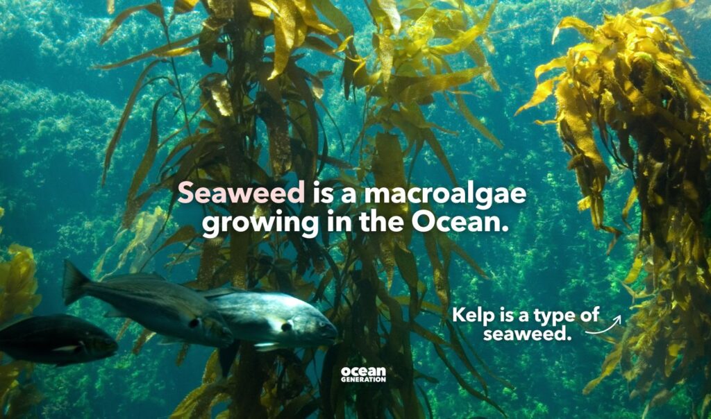 Seaweed is a macroalgae growing in the Ocean.