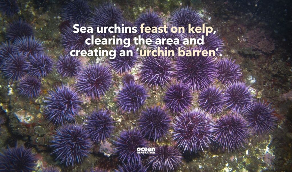 Urchin barrens influence the kelp forest soundscape. Posted by Ocean Generation.