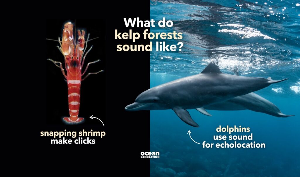 What do kelp forests sound like? Explained by Ocean Generation.