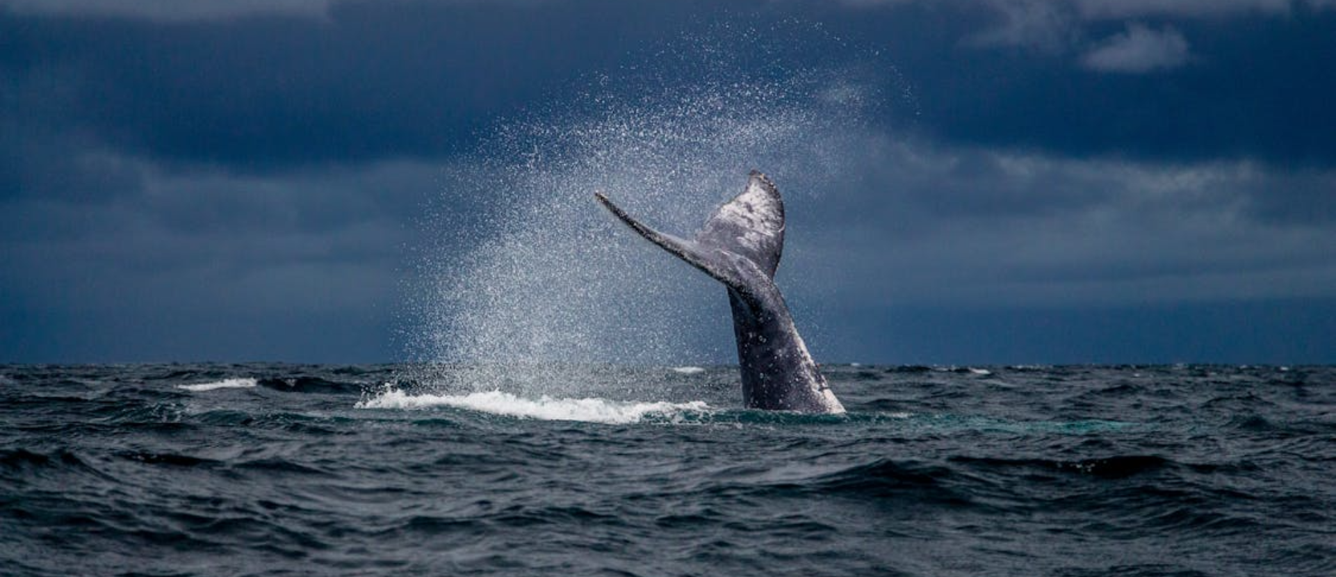 What is the High Seas Treaty?