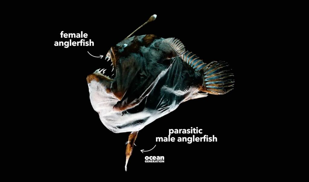 Anglerfish female and parasitic male. Posted by Ocean Generation.
