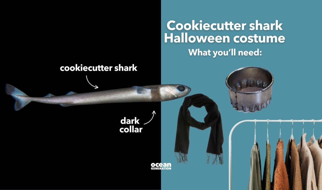 What you need for a cookiecutter shark Halloween costume. Posted by Ocean Generation.
