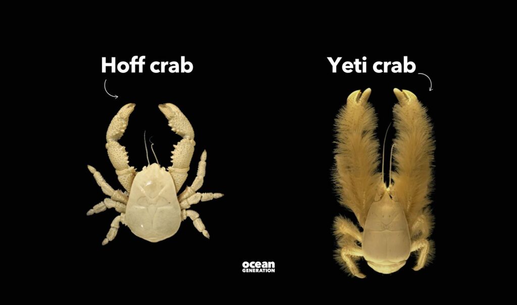 Hoff and yeti crabs grow their own food in the deep sea. Posted by Ocean Generation, leaders in Ocean education.