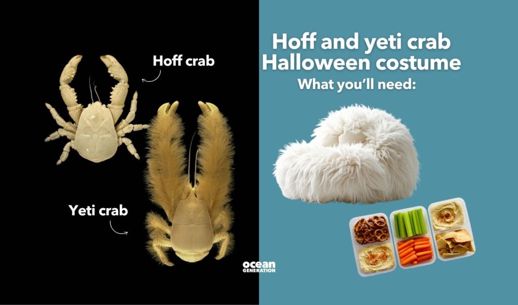 Hoff and yeti crab
Halloween costume