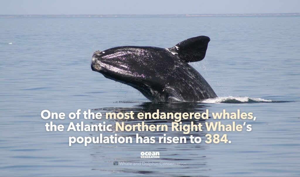 Atlantic Northern Right Whale population is bouncing back.