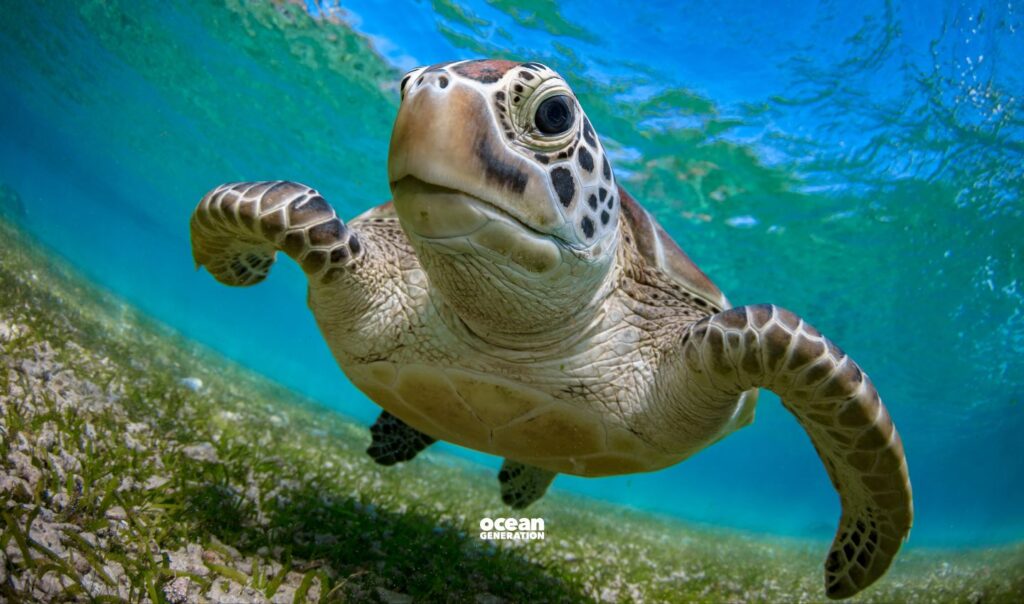 Green sea turtles are no longer endangered. Posted by Ocean Generation.