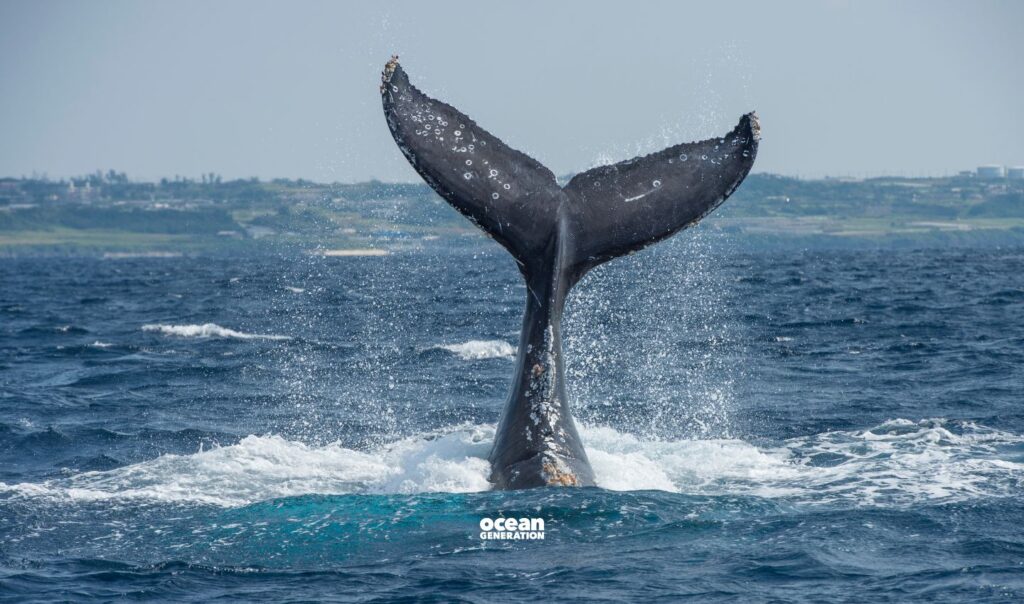 How whales are being protected in marine sanctuaries? Explained by Ocean Generation.