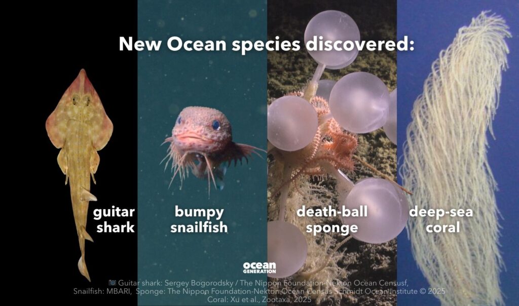 New Ocean species discovered in 2025. Posted by Ocean Generation.