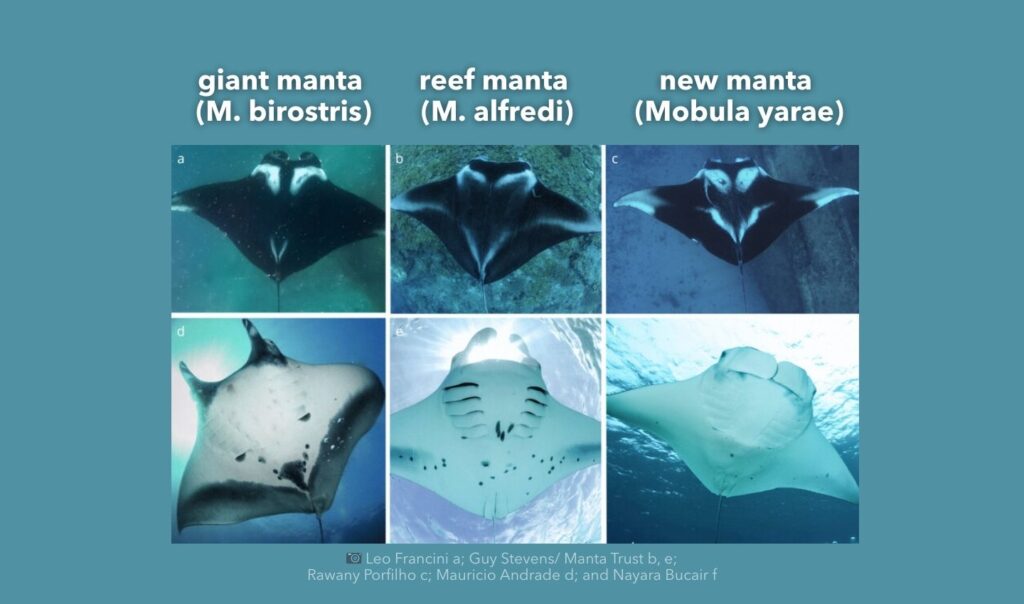 New species of manta ray was described in 2025.