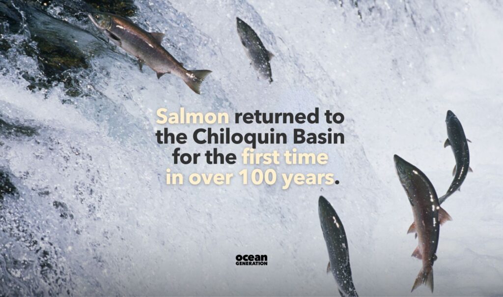 Salmon returned to a river in California after the removal of a dam.