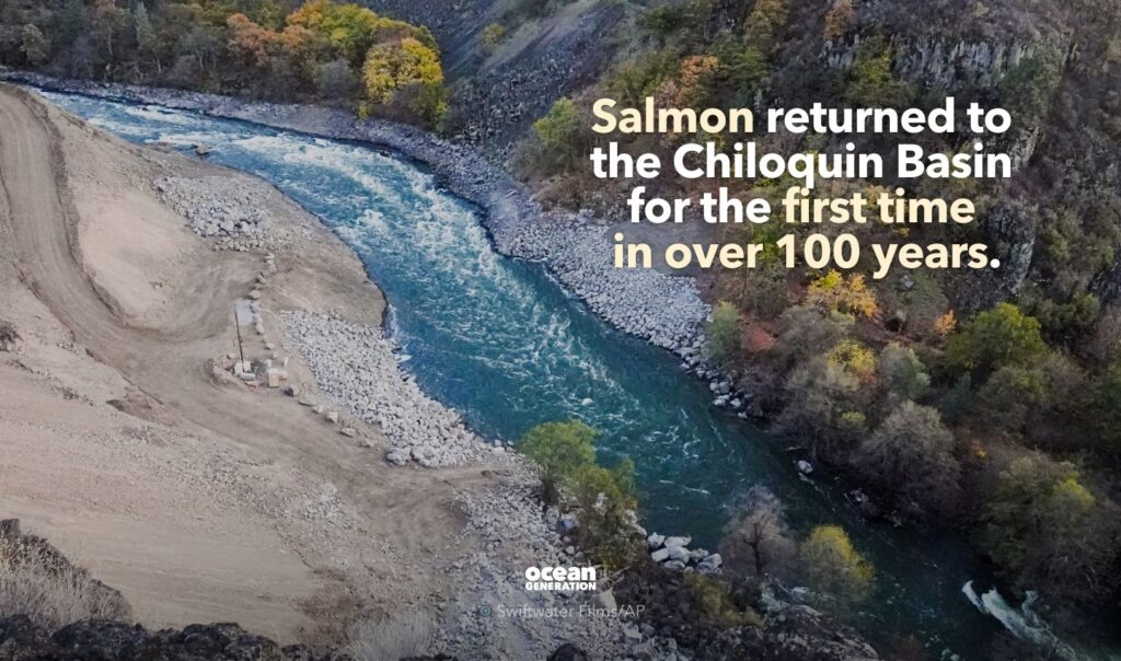 Salmon returned home after the removal of a dam.