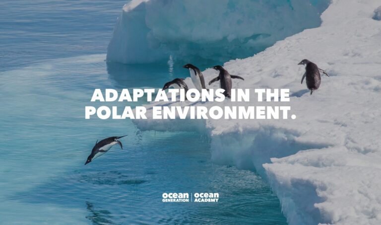 Penguins diving off a glacier into the Ocean, shared by Ocean Academy by Ocean Generation as part of their polar animal adaption learning resource.