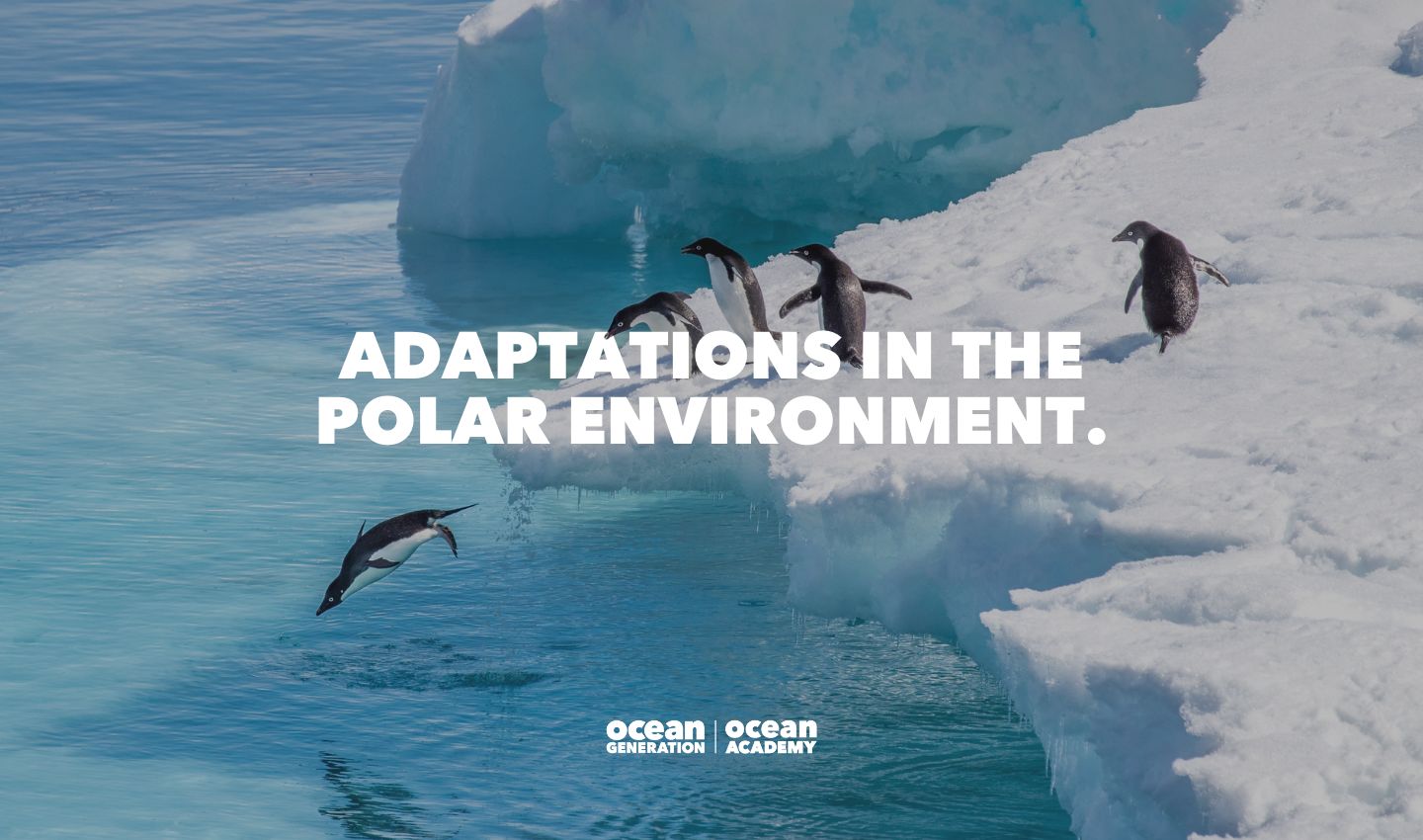 Penguins diving off a glacier into the Ocean, shared by Ocean Academy by Ocean Generation as part of their polar animal adaption learning resource.