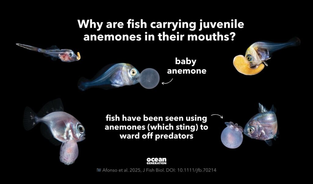 Why do fish carry anemones in their mouths? Posted by Ocean Generation, leaders in Ocean education.