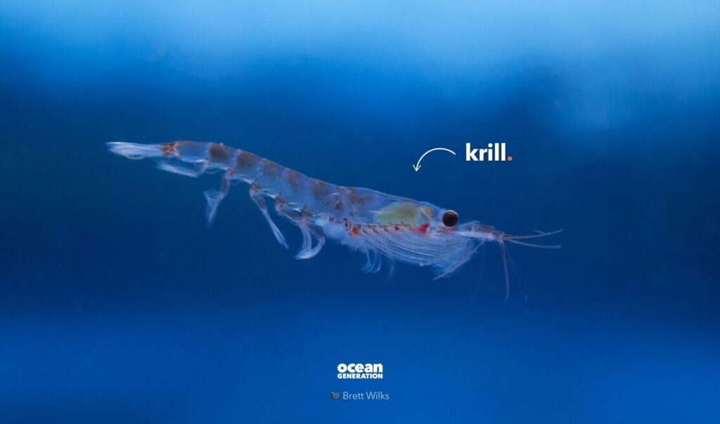 Antarctic krill are small shrimp-like crustaceans. Posted by Ocean Generation.