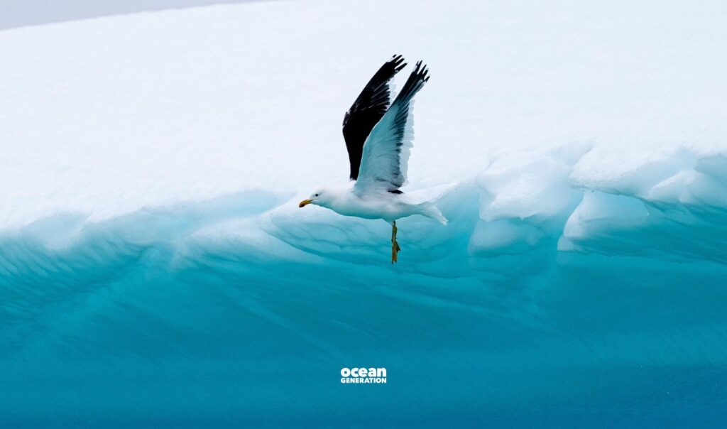 The Ocean has gradually grown in prominence on the global stage.  