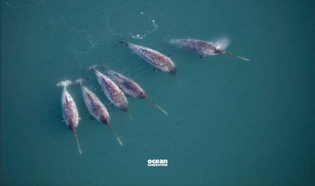 Narwhals are nicknamed the unicorns of the sea. Posted by Ocean Generation.