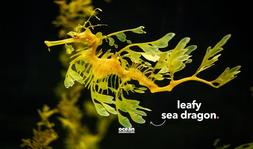 The leafy sea dragon is a fish closely related to seahorses. Posted by Ocean Generation.