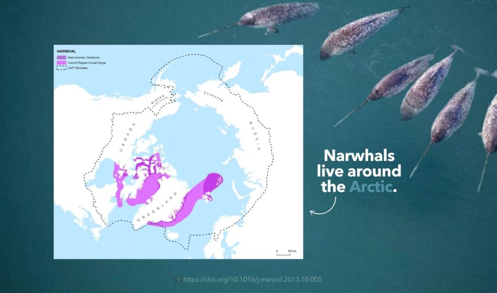 Narwhals live around the Arctic Ocean. Posted by Ocean Generation.