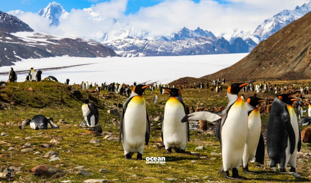 South Georgia, Antarctica. Posted by Ocean Generation.